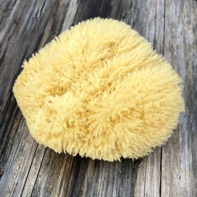 True North Beard Co Dead Sea Sponge